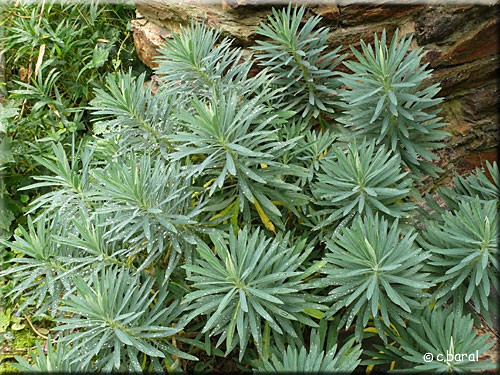 Euphorbe des garrigues, Euphorbia characias
