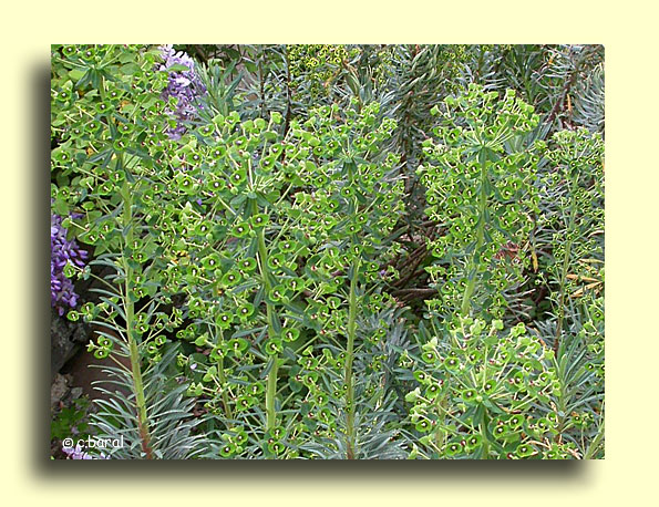 Euphorbia characias, Euphorbe des garrigues