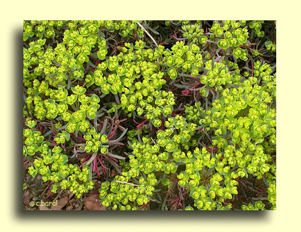 Euphorbia cyparissias 'Clarice Howard', Euphorbe petit-cyprès