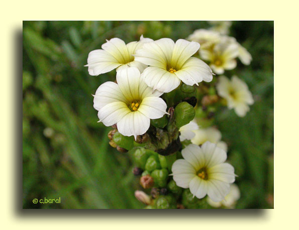 Fleurs du Sisyrinchium striatum
