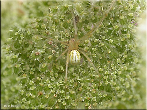 Thomise sur Daucus carota