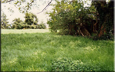 Jardin abandonné