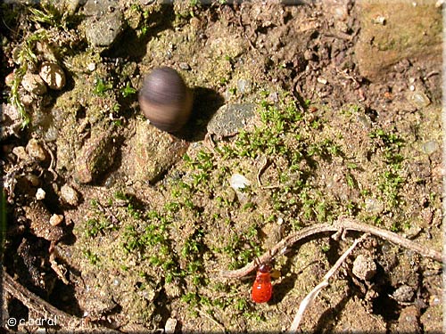 L'œuf "derviche", cocon d'Ichneumonidae