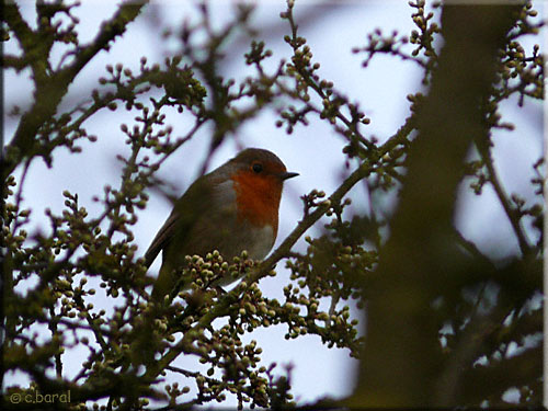 Rouge-gorge familier (Erithacus rubecula) - le jardin des oiseaux