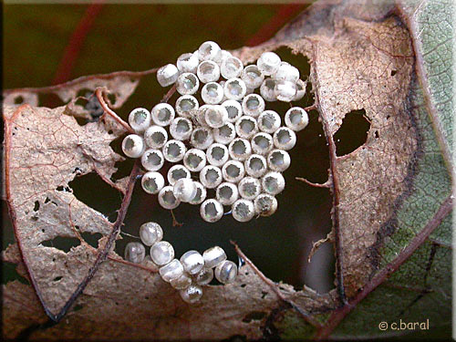 Oeufs d'insecte