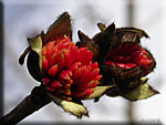 Parrotia persica, fleurs