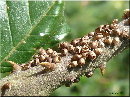 Oeufs d'insectes