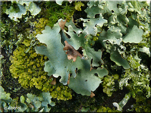 Lichens corticoles