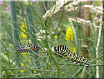 Chenilles de Papilio Machaon