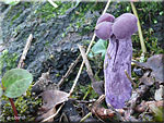 Laccaire amthyste, Laccaria amethystina