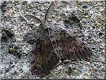 Bombyx disparate mâle, Lymantria dispar