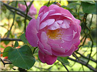 Rose 'Corvedale'