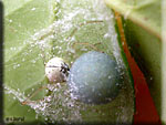 Cocon de l'araignée Enoplognata ovata