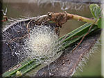 Cocon d'Araignée Araniella cucurbitina