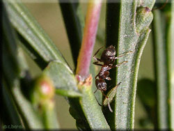 fourmi et larve de Gargara