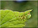 Araignée courge, Araniella cucurbitina
