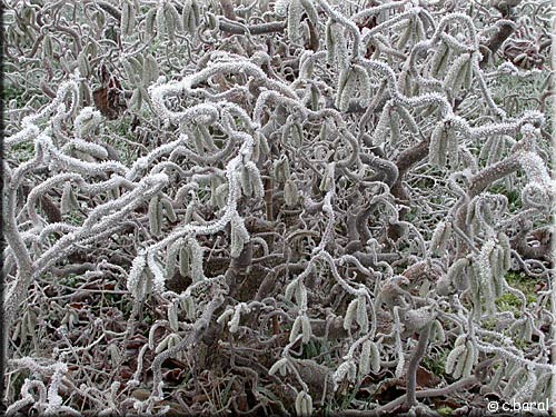 Corylus avellana 'Contorta', Noisetier contourn (hiver)