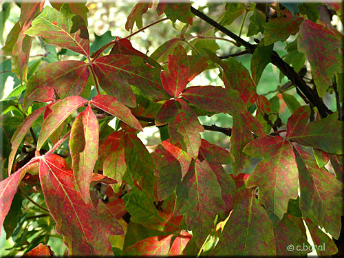 Feuillage de l’Erable cannelle, Acer griseum