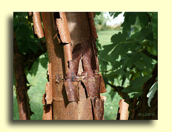 Acer griseum, Erable cannelle