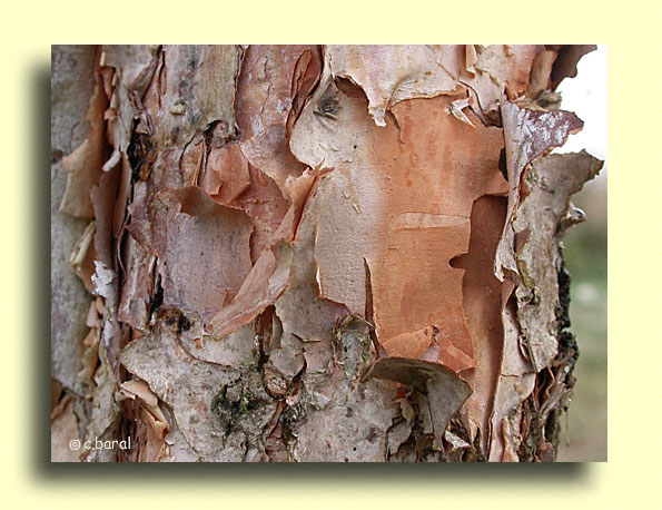 Ecorce du Betula nigra 'Héritage', Bouleau noir