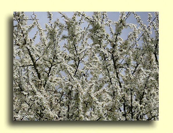 Prunus spinosa, Prunellier