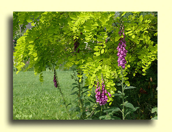 Robinia pseudoacacia 'Frisia', Robinier faux acacia