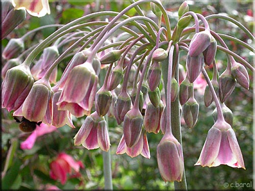 Nectaroscordum bulgaricum