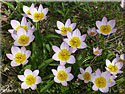 Tulipa saxatilis 'Lilac Wonder', Tulipe 'Lilac Wonder'