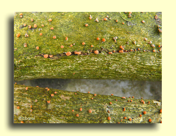 Nectria cinnabarina, Nectrie couleur de cinabre
