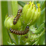 Jeunes larves de Tyria jacobaeae