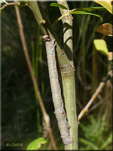 La chenille de Biston betularia imite un jeune remeau
