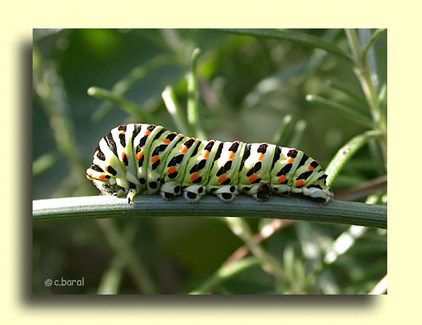Chenille de Papilio machaon, le Machaon