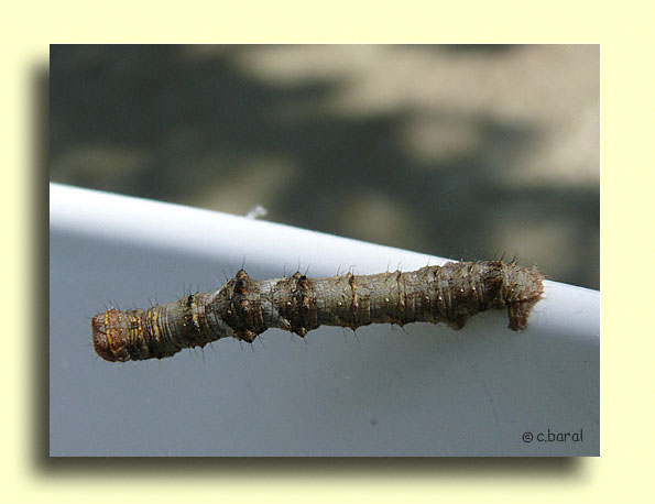 Chenille de Phigalia pilosaria, la Phalène velue