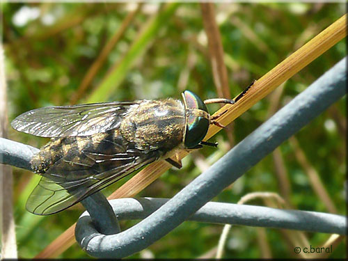 Taon, Philipomyia aprica femelle