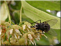 Graphomya maculata