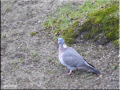 Pigeon ramier, Columba palumbus
