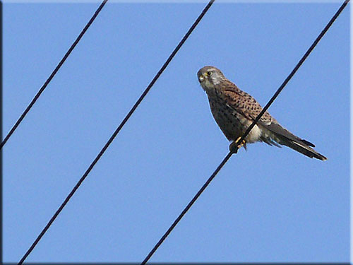 Le Faucon crécerelle, Falco tinnunculus