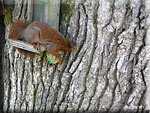 Un écureuil ronge le filet qui retient la boule de graisse