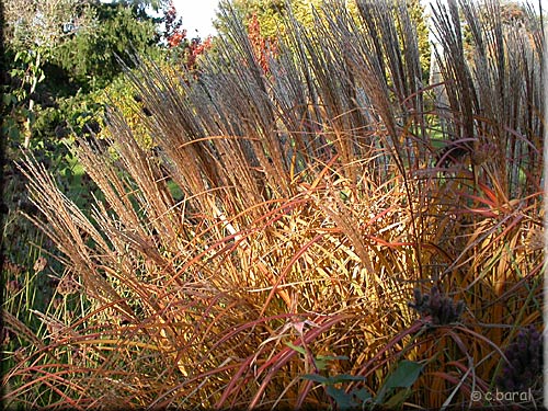 Roseau de Chine, Miscanthus sinensis 'Ferner Osten' en automne