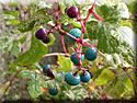 Vigne à fruits bleus, Ampelopsis brevipedunculata