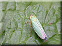 Cicadelle verte, Cicadella viridis