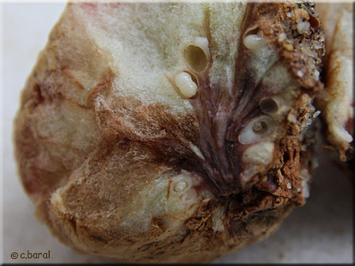Intérieur de la Galle pomme du Cynips Biorhiza pallida