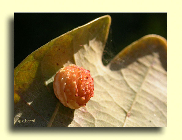 Galle de Cynips quercusfolii, le Cynips des feuilles de Chêne