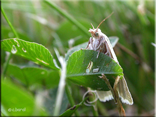 Tortrix viridana, Tordeuse verte du chêne