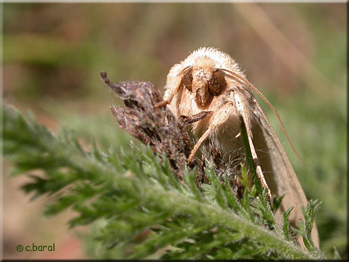 Face de la Noctuelle pâle, Mythimna pallens