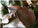 Gastropacha quercifolia, la Feuille-Morte du chêne