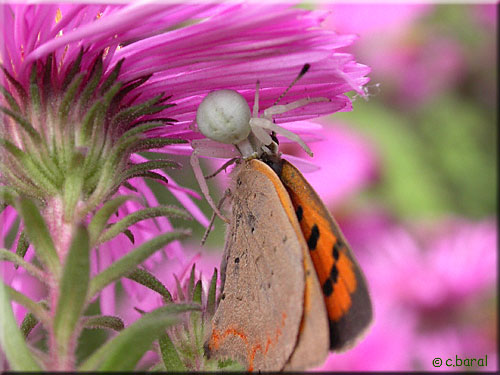Capture d'un papillon