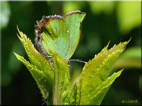 Callophrys rubi, l'Argus vert