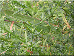 Grande Sauterelle verte, Tettigonia viridissima