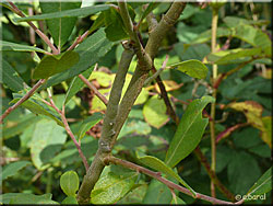 Chenille de Biston betularia, la Phalène du Bouleau